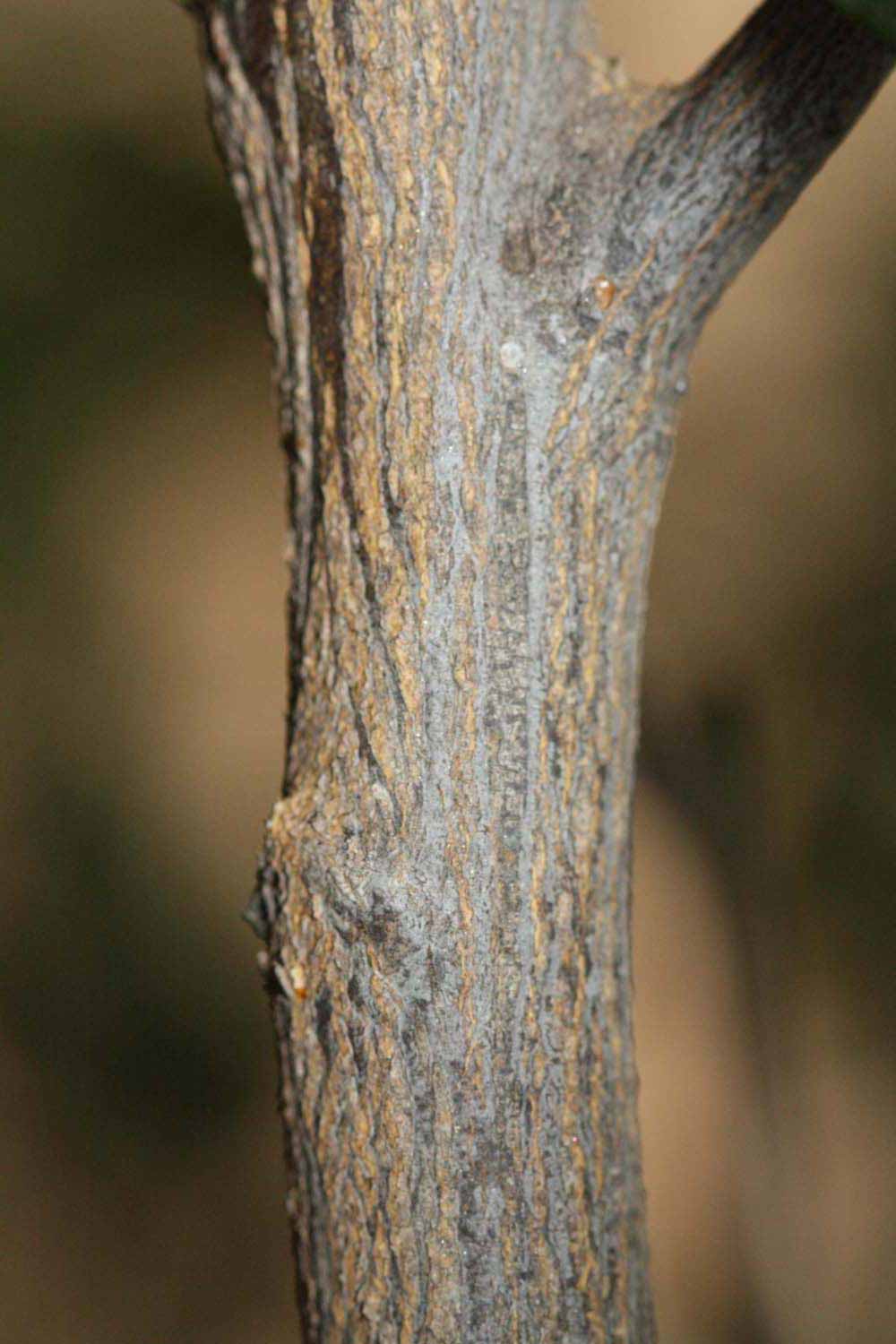              Second - third year twig (Riverside, CA)       